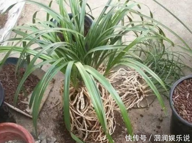 兰花|兰花怎么换盆呢不会没关系,老花农手把手的教给你