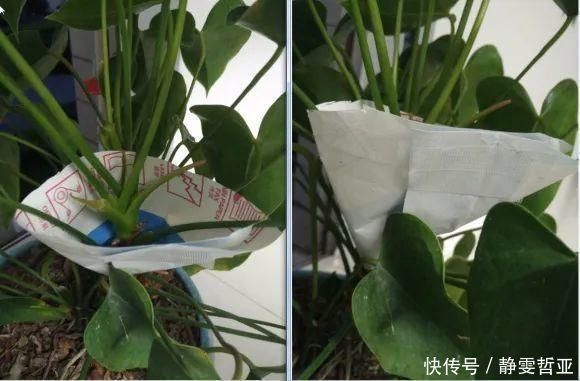 虎皮兰,红掌,吊兰养成老桩,变成大树,真壮观