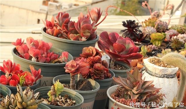 唐印,从菜到萌,从一到多!