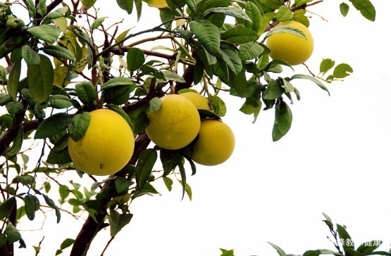 心脑血管疾病|长寿老人爱吃的此种食物,有利于心脑血管疾病,早知早受益