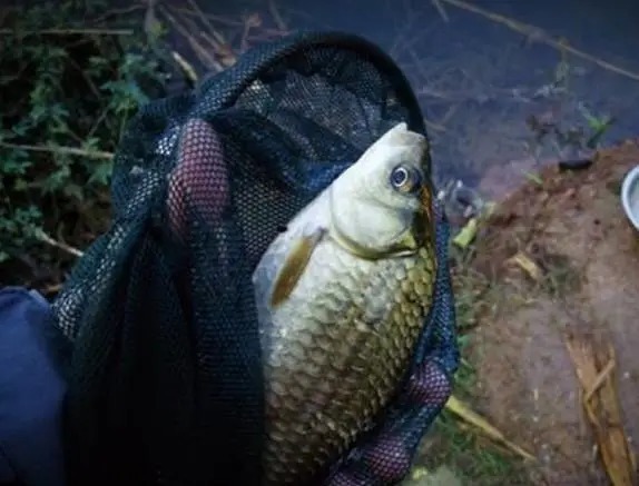 用蛋黄来制作饵料,每天鱼获至少30斤,老钓手的爆护秘笈