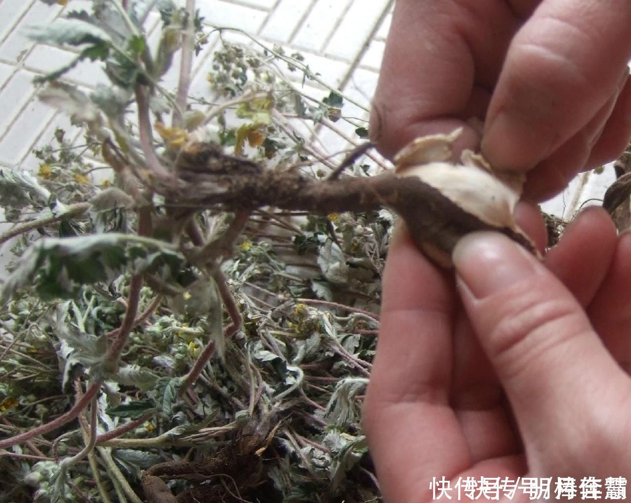 藏在地下的“鸡腿”,是农村孩子们的美味,如今价值升高数量变少