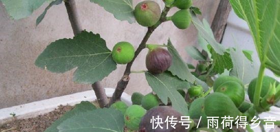 树枝|做无花果扦插，时间一定要“掐准”，插一棵活一棵，不愁没吃的！