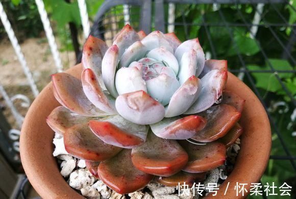 叶片|当年的贵货多肉，变成了烂大街的便宜货，暴风哭泣