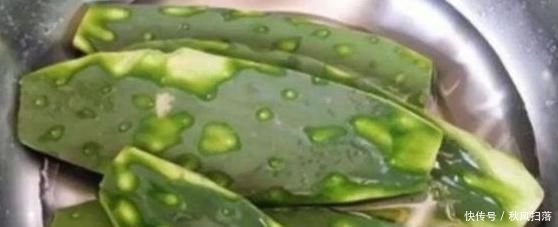 疼痛|十个膝盖疼，九个有滑膜炎，巧用仙人掌，15天赶走膝盖疼痛