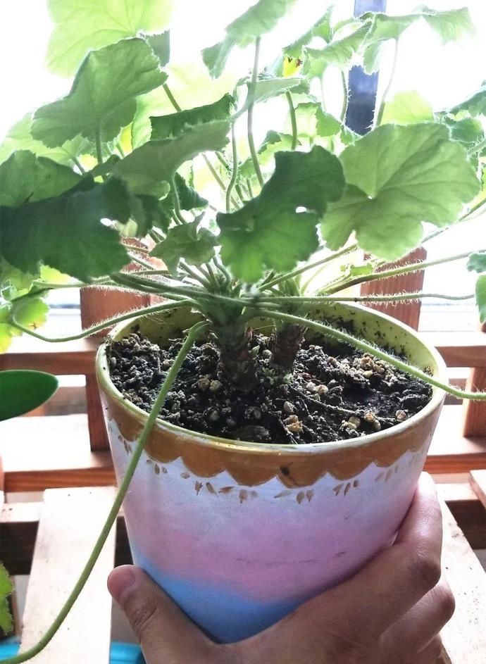 虎皮兰,红掌,吊兰养成老桩,变成大树,真壮观