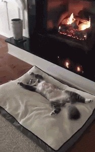 |搞笑GIF段子:关键时刻要懂得随机应变,尤其是面对强者的时候