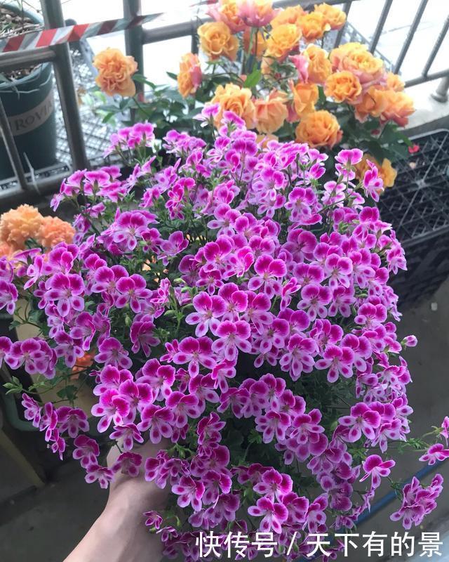 植株|这6种漂亮花,天一热就死,夏天别再买,白花钱养不活