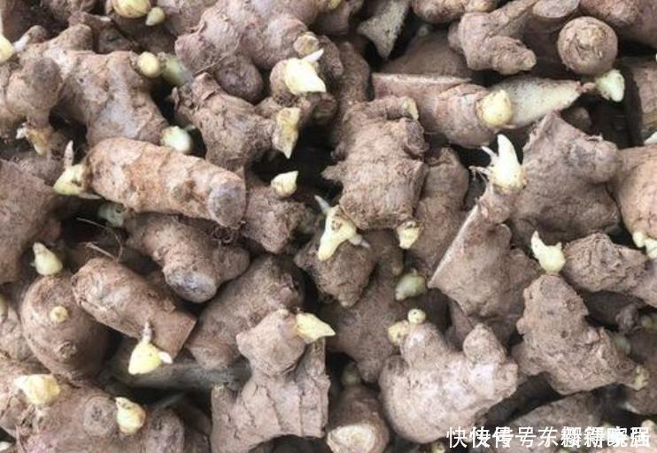 小齐|阳台盆栽生姜，简单4步走，叶绿当花赏，不用再去买，自给自足