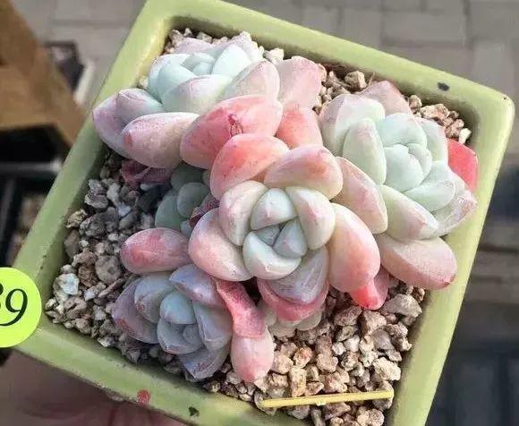 多肉法师不但长得快，颜色艳品种多，越看越喜欢！