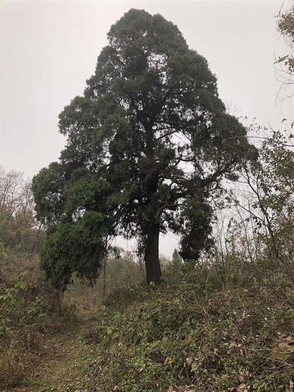 孩子|500年古树见证村落炊烟，太爷爷在它面前也只是个孩子