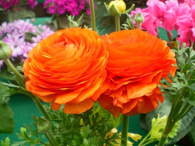 此花开花漂亮胜过牡丹,叶片却像芹菜叶子,好养易活,多年开花