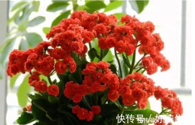 2种东西埋盆里，长寿花呼呼长，开花满盆