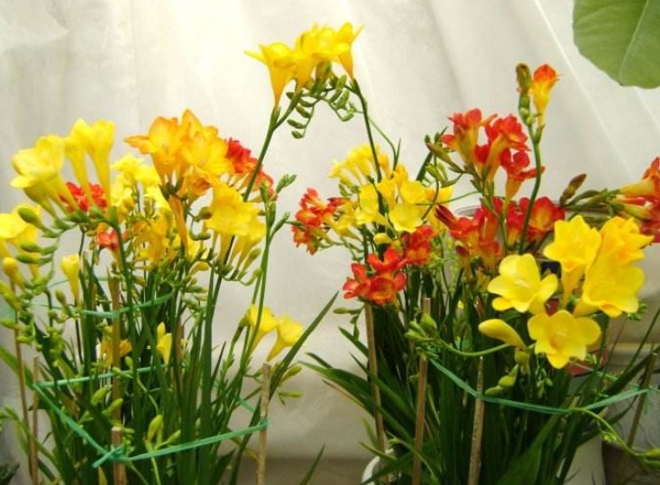 6种花只需种一盆,就能年年开花,想养死都难,而且越长越多