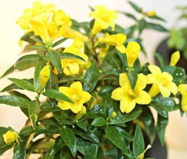 5种花冬天再冷也不怕,年前搬进室内,过年就开花,喜庆又漂亮!