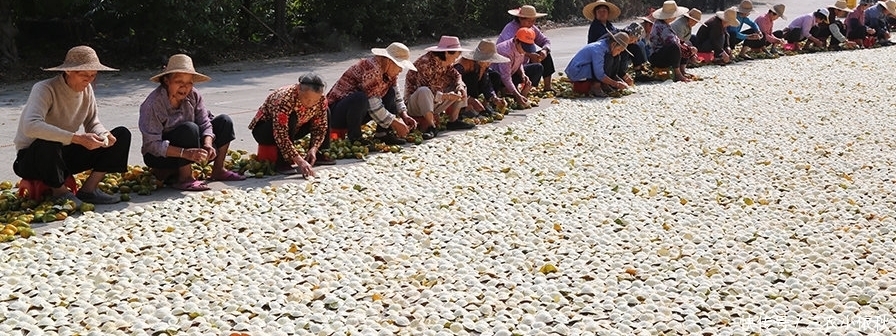  陈皮|是不是橘子皮晒干就是陈皮? 所有桔子皮都能泡水喝么