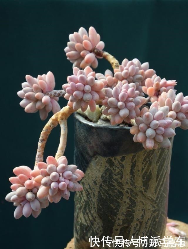 徒长|徒长的多肉要砍头吗做好这三步“一撸二晒三控水”迅速变老桩！
