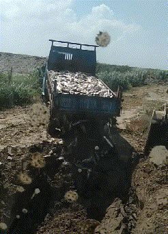 |搞笑GIF段子:妹子,你考虑过猪的感受吗?