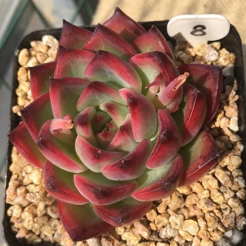 多肉阳台党终于放弃了蒂亚,因为遇见了篝火,颜色火红皮实好养