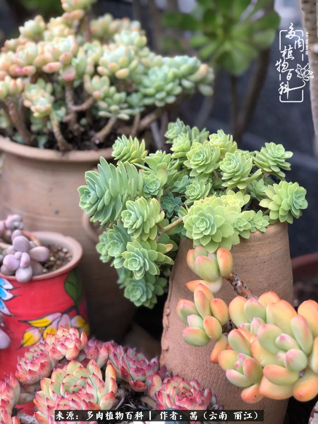 一年四季不同景，一院多肉陪我后半生！