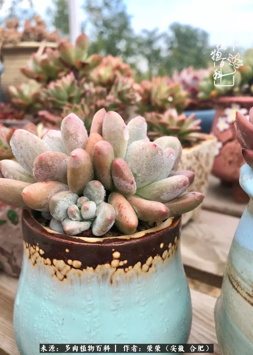 金秋时节，变化带来的惊喜不正是养肉的乐趣所在么！