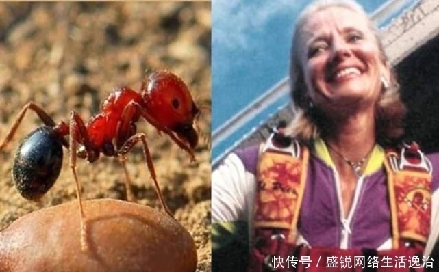 她降落伞坏了，从4000米高空坠落却意外被25万只小生灵拯救