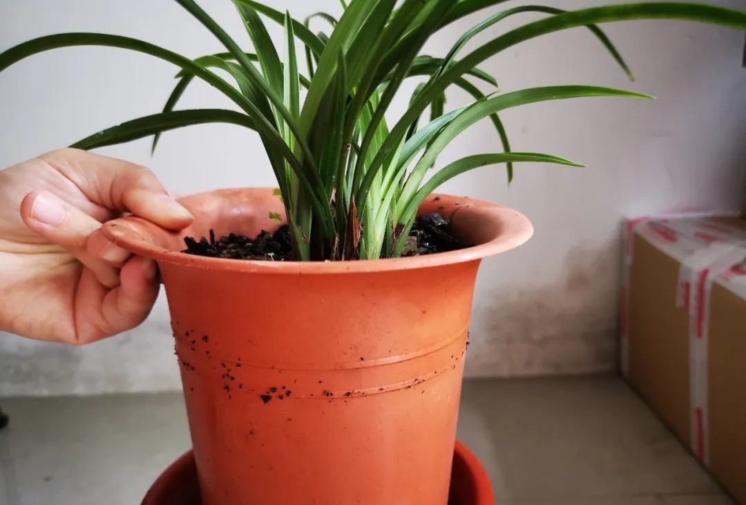 植料|多菌灵浇根,可以防止和治疗兰花烂根吗?兰友常常这样做
