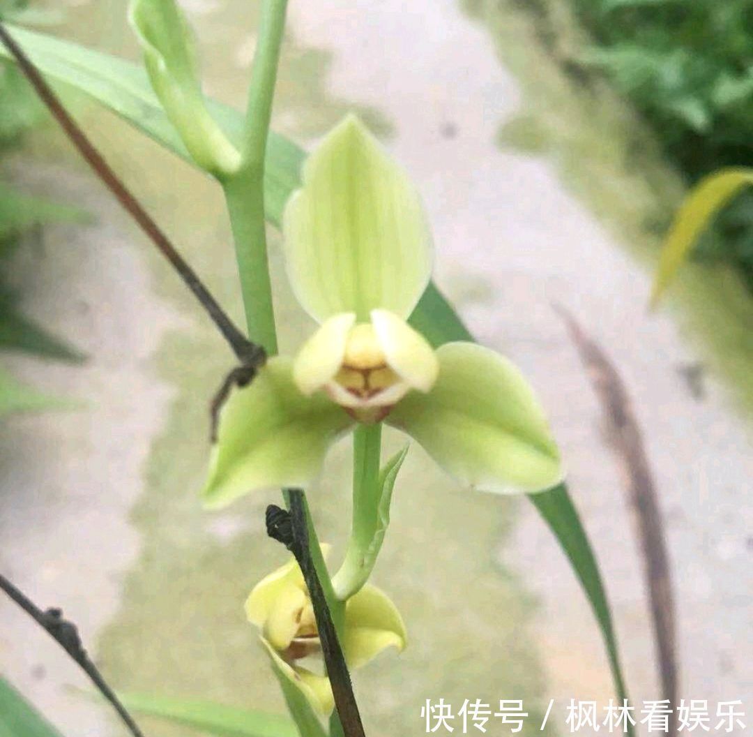 兰花|花300块买的建兰夏皇梅开花了,虽然只有一箭,不过好美好香哦