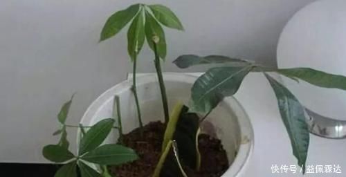 养花|不敢尝试扦插?捏准“7个要点”,养花省钱、还能拥有更多