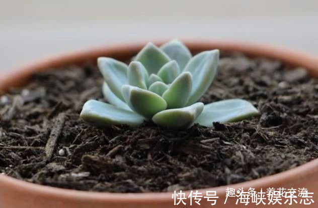 叶片|这三种简单方法可以繁殖多肉植物,叶片、枝条和侧芽都可培育