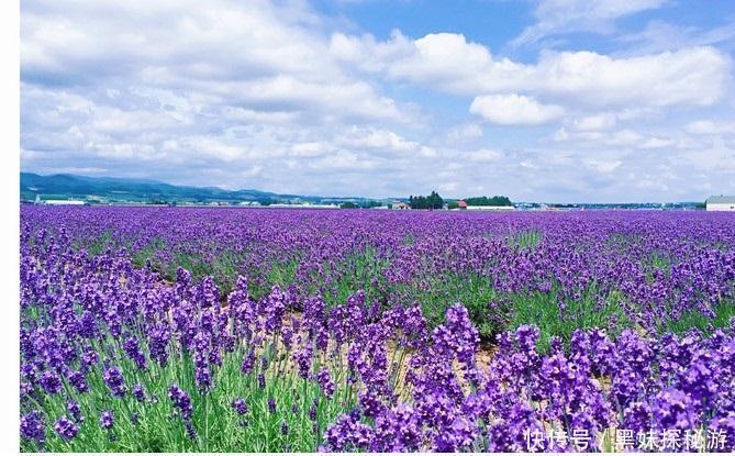 富田|花海观光胜地，薰衣草天堂，日本的中富良野