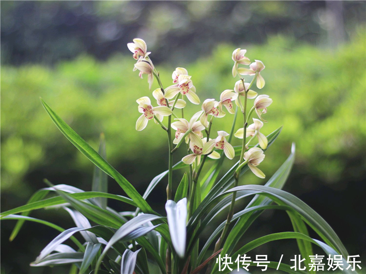 用“绿肥”养兰花,兰花新芽猛蹿,枝繁叶茂花娇俏!