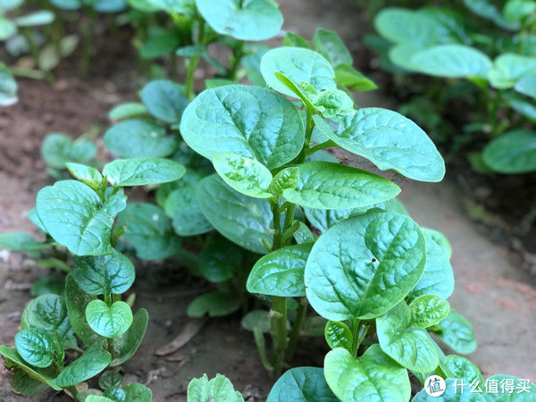 炒木耳菜|它是蔬菜界的“榴莲”，味道怪怪的，一吃就上瘾，清脆滑嫩特好吃