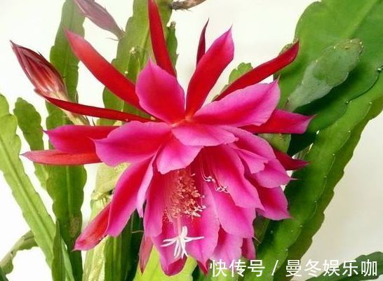 从4月25日开始,家养此款花卉,香气浓郁,花色似胭脂,鲜艳美丽