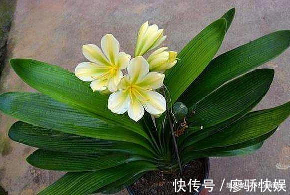 什么淘米水、黄豆水都不如“这种水”,肥效温和持久,盆土不板结