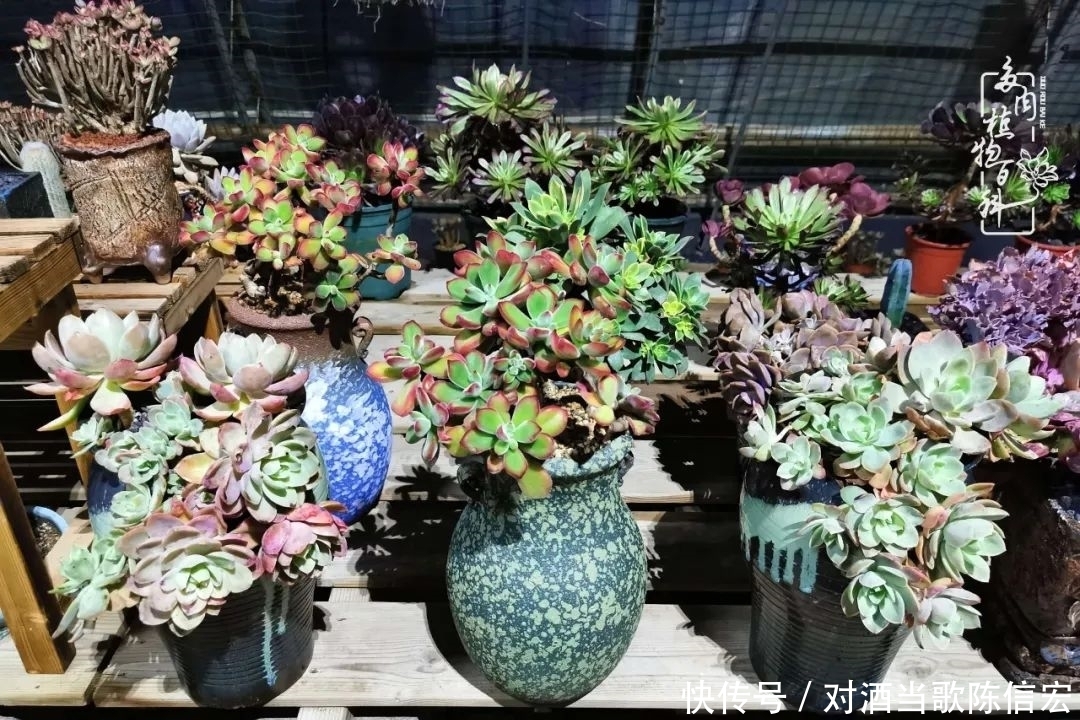 多肉桃花源:别人笑我太疯癫,我笑他人看不穿!