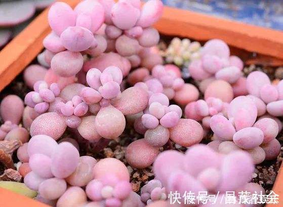 三元缓释肥|养多肉5年，告诉你4种“多肉”值得养，秋天晒一晒，10天变彩色