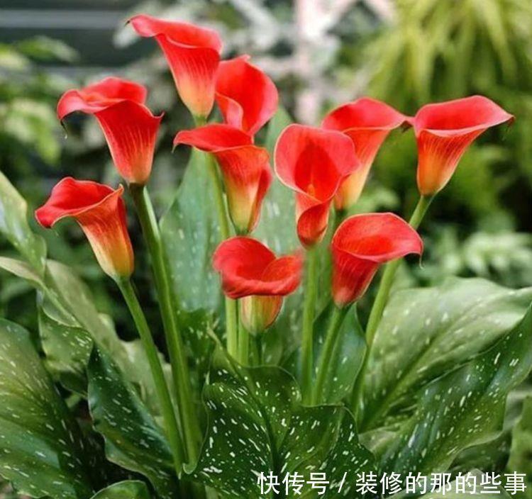 4种花非常适合懒人养护,不用管一样开得很美,香飘满屋