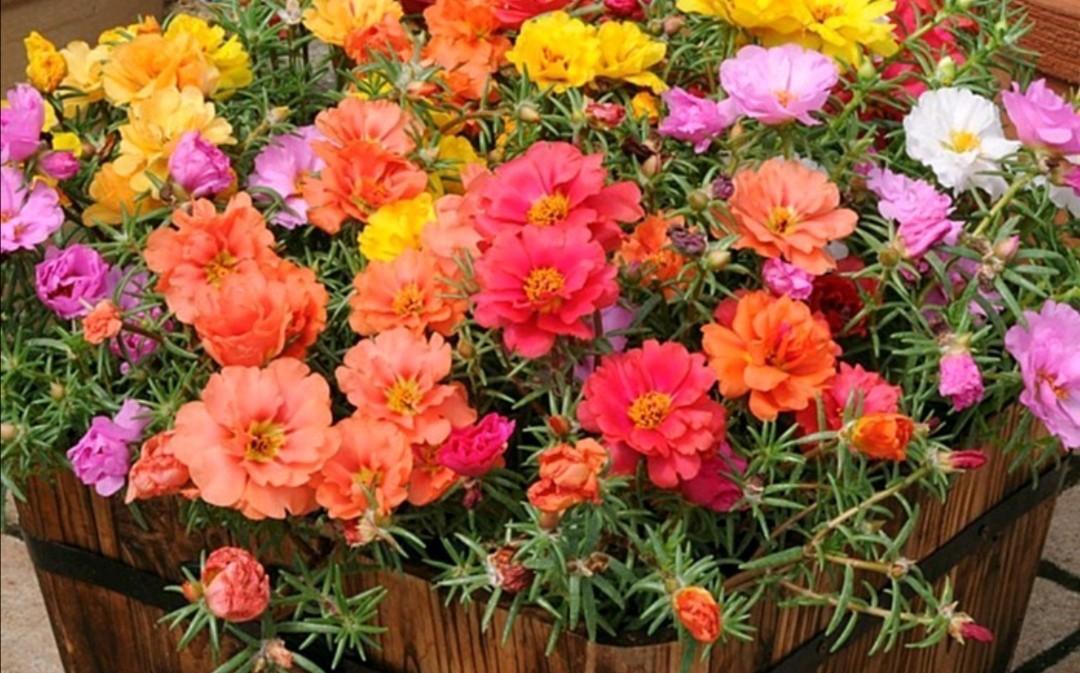 阳台上|太阳花盛开,要做到“3个多”,天天开花,越开越多