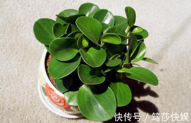 这花称为“电脑杀手”，桌边放几盆减少辐射，养得肉嘟嘟更具生机
