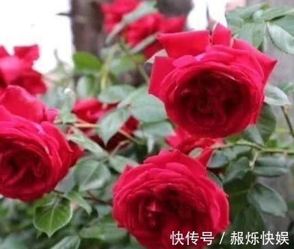 都说红龙月季花,玫瑰国度的天使表示不服,且看他们的PK