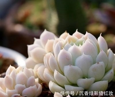 名字唯美的8种多肉植物,颜值高长满盆,人人见了都想养!