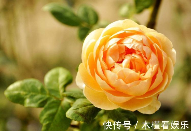 香味|喜欢菊花，不如养盆“精品玫瑰”朦胧的朱迪，水果香味，清新俊逸