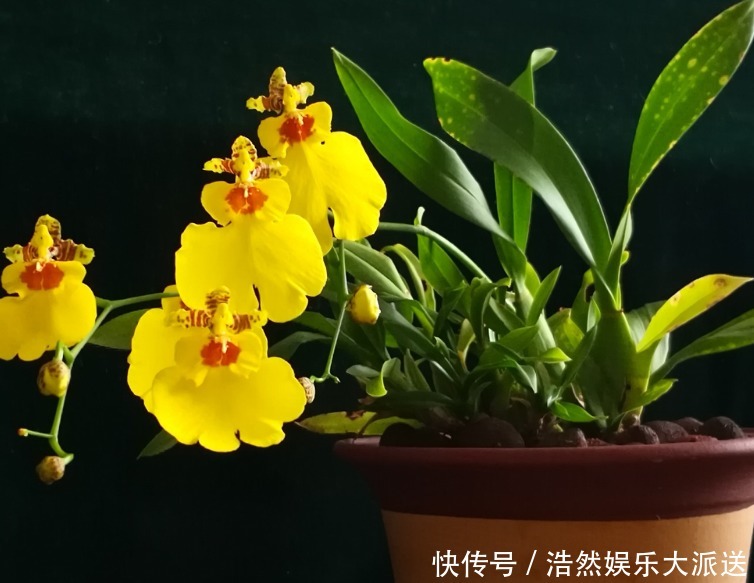 原球|喜欢养花就养文心兰，开花金黄寓意好，养护轻松花香四溢，美极了