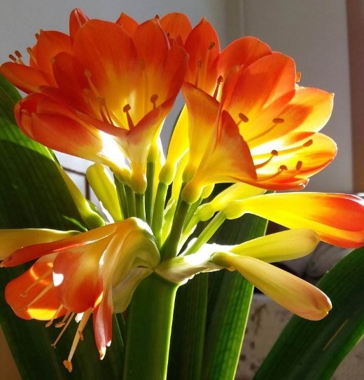 君子兰花期养护难掌握四个小技巧，呼呼长花苞，这个夏天真美好