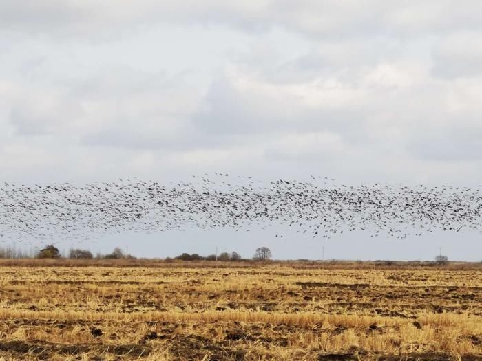 黑龙江省|黑龙江省兴凯湖国家级自然保护区秋季鸟类迁徙迎来高峰期