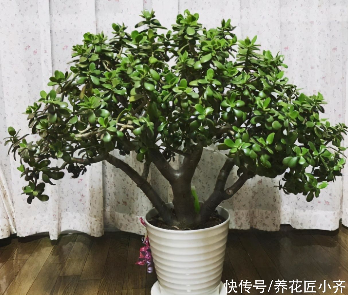 景天科|如果想让玉树长得快，夏季不能少了这3点