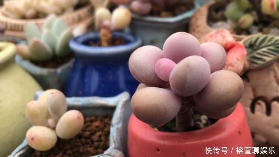 肥厚|想让多肉出状态，从“2方面”下手，根壮叶肥，越长越美