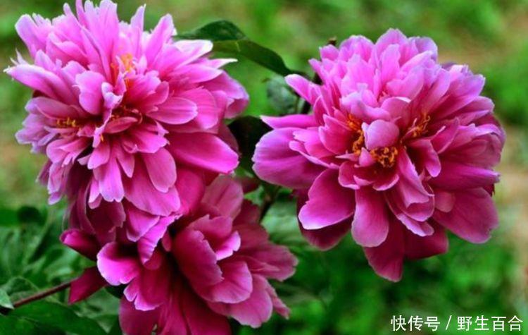 花朵美得倾国倾城,绚丽多彩,花团锦簇,比牡丹还美