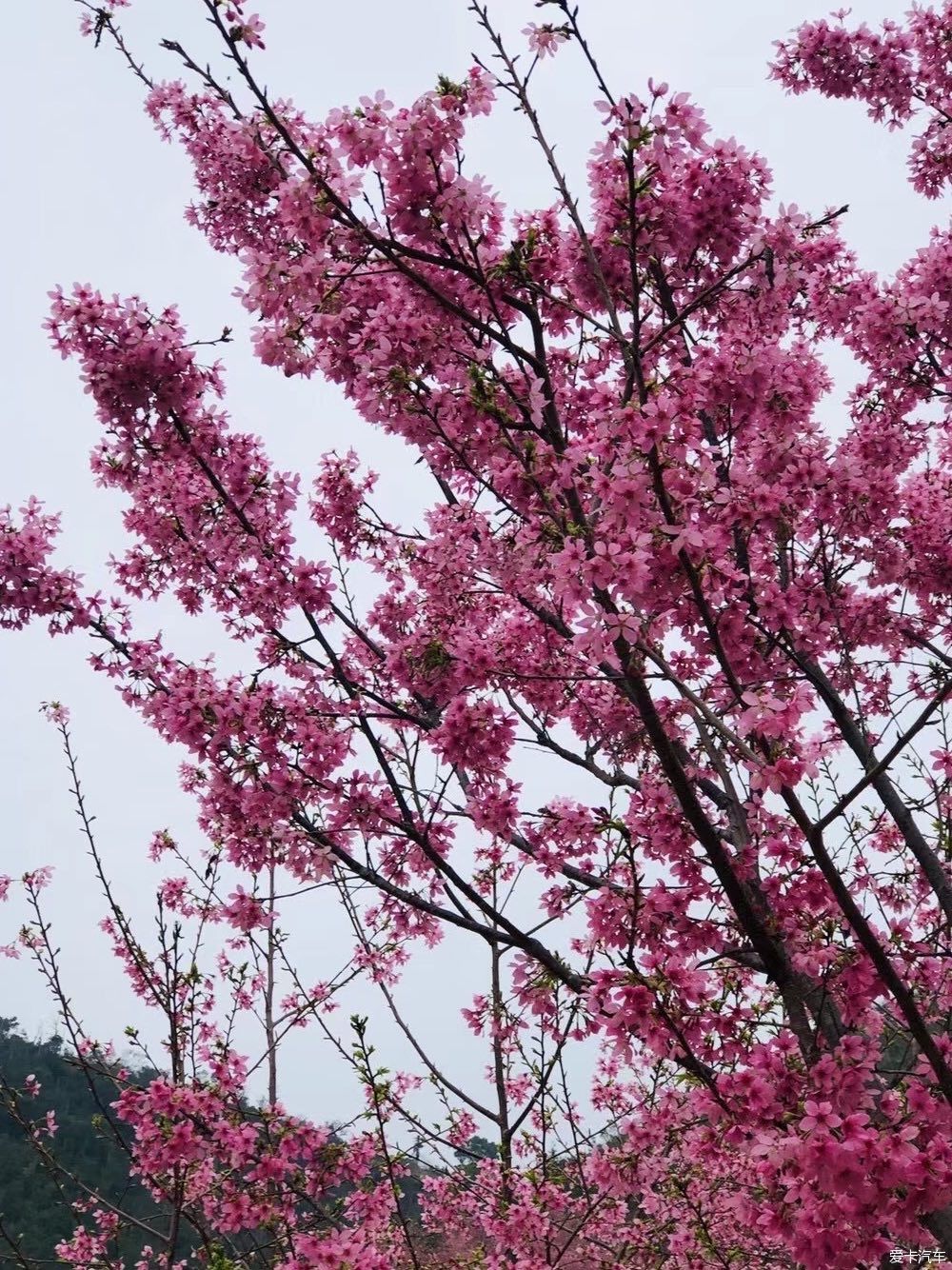 邂逅那片花海